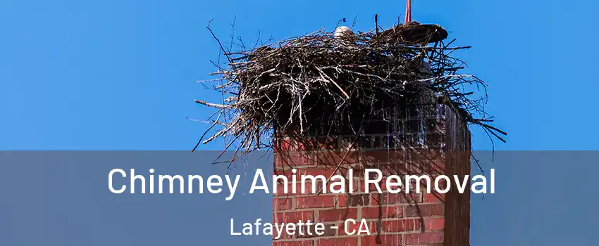Chimney Animal Removal Lafayette - CA