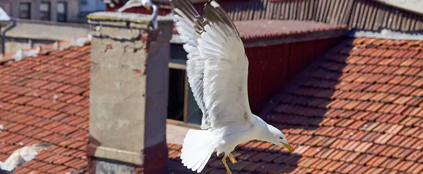 Residential Chimney Animal Removal Solution in Lafayette, CA
